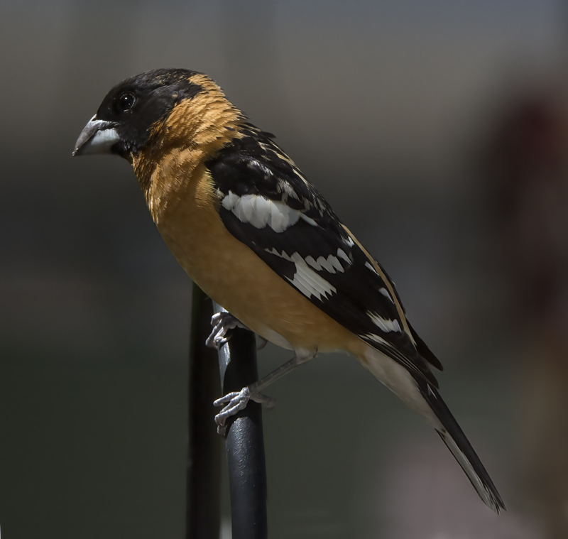 Black_headed_Grosbeak_15_AZ_029