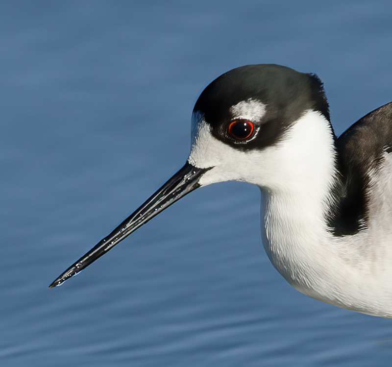 Black_necked_Stilt_10_FL_022
