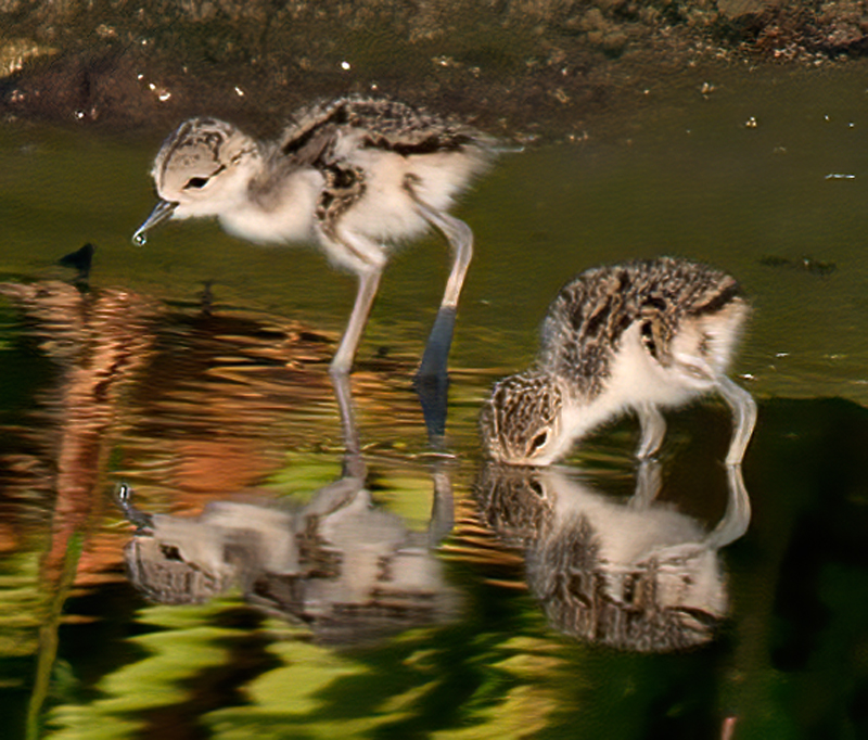Black_necked_Stilt_10_FL_043