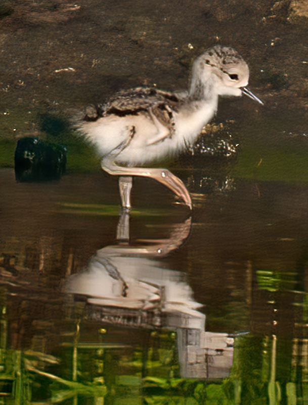 Black_necked_Stilt_10_FL_065