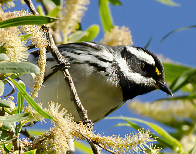 Black_throated_Gray_Warbler_14_CA_009