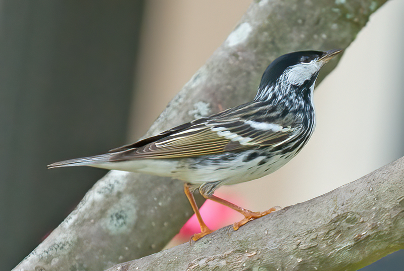Blackpoll_Warbler_11_FL_013
