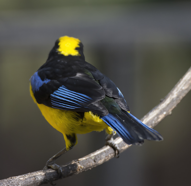 Blue-winged_Mountain-tanager_18_Ecuador_004
