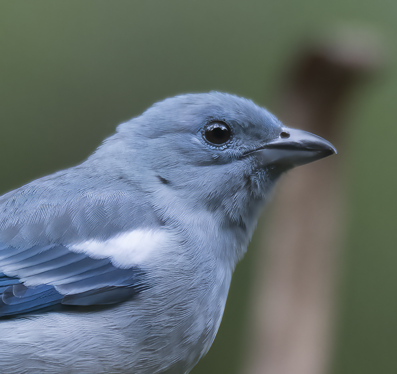Blue_grey_Tanager_17_Peru_002