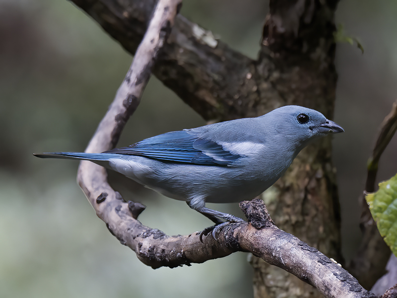 Blue_grey_Tanager_17_Peru_008