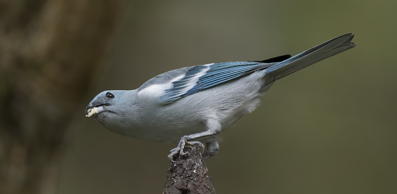 Blue_grey_Tanager_17_Peru_016
