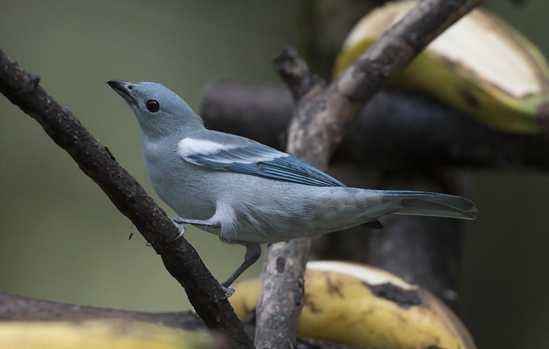 Blue_grey_Tanager_17_Peru_020