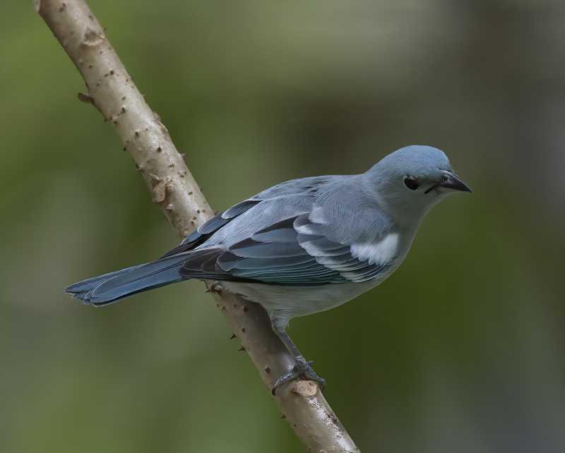 Blue_grey_Tanager_17_Peru_027