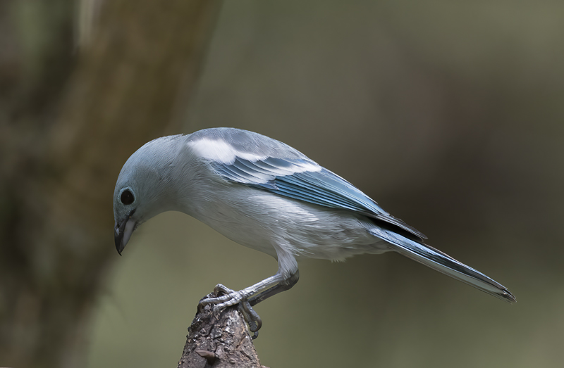 Blue_grey_Tanager_17_Peru_032