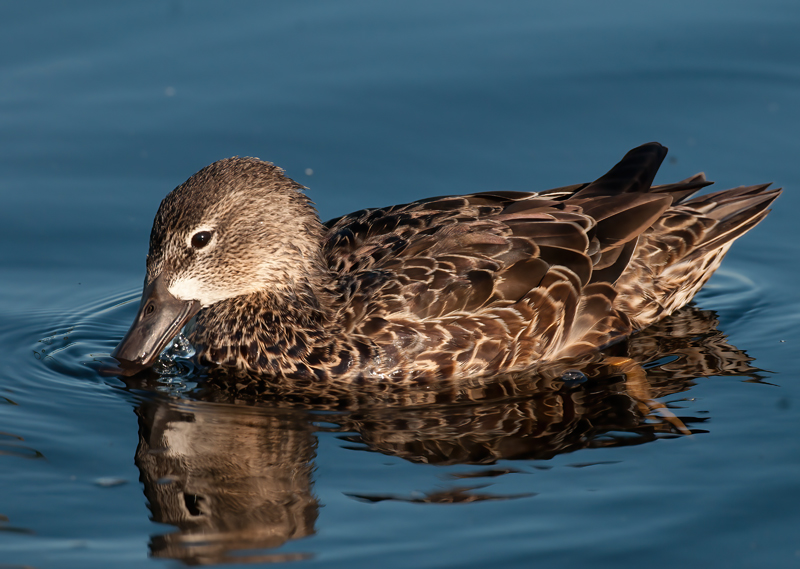 Blue_winged_Teal_10_FL_020