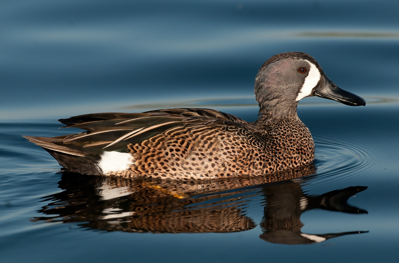 Blue_winged_Teal_10_FL_023