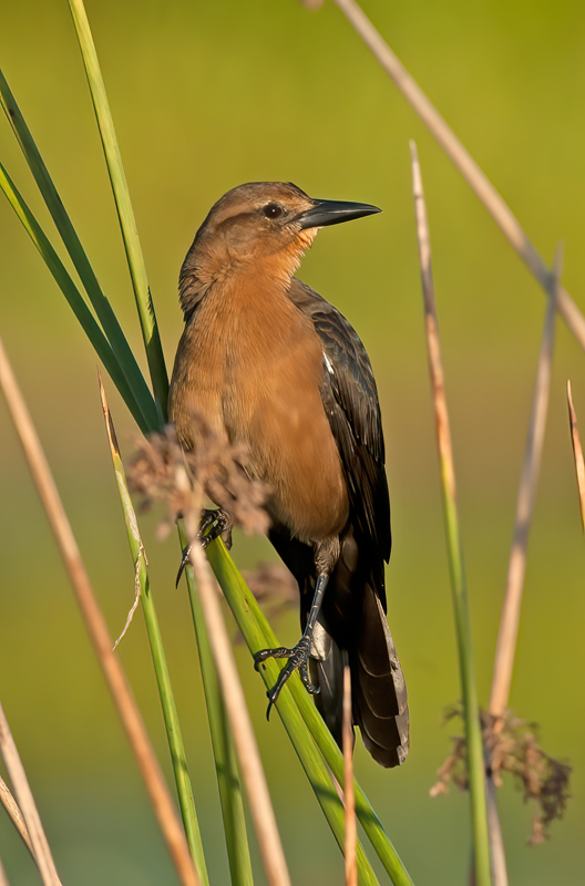 Boat_tailed_Grackle_10_FL_020