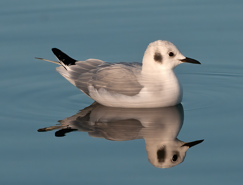 Bonapartes_Gull_10_CA_003
