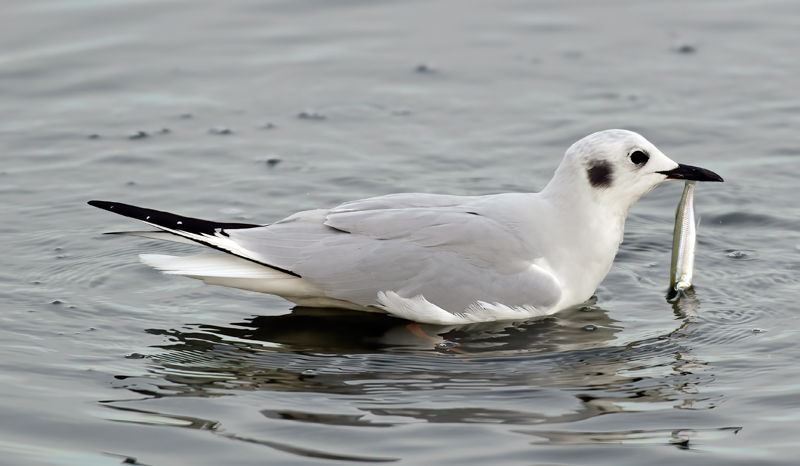 Bonapartes_Gull_10_CA_009