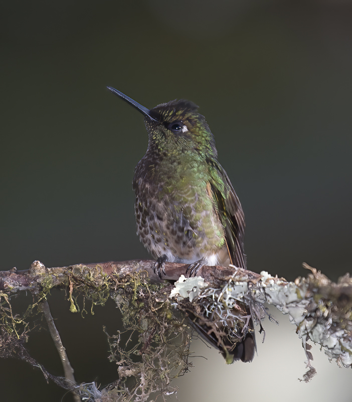 Booted_Racket-tailed_18_Ecuador_004