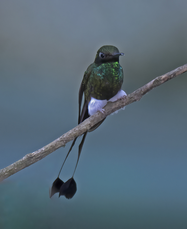 Booted_Racket-tailed_18_Ecuador_011
