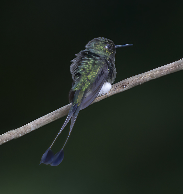 Booted_Racket-tailed_18_Ecuador_013