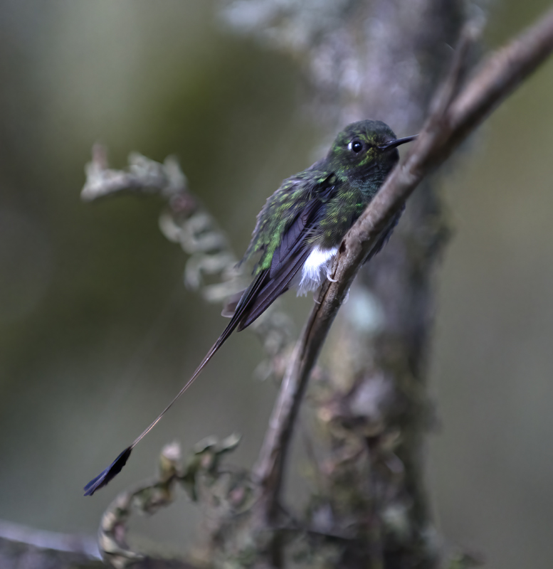 Booted_Racket-tailed_18_Ecuador_024