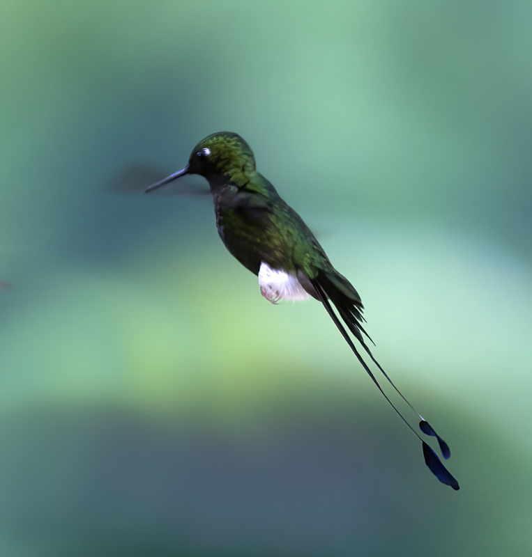 Booted_Racket-tailed_18_Ecuador_026