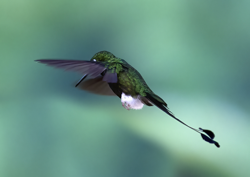 Booted_Racket-tailed_18_Ecuador_028