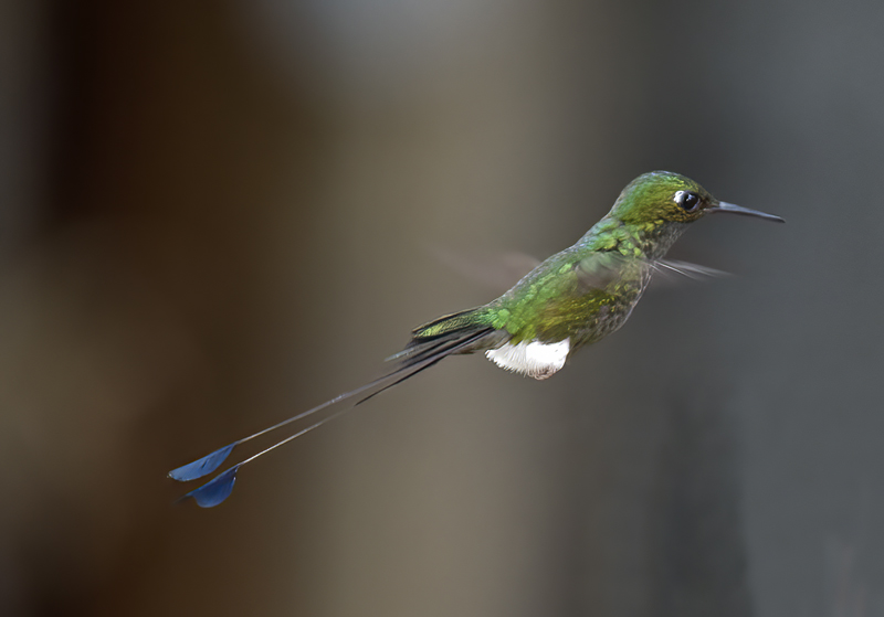 Booted_Racket-tailed_18_Ecuador_041