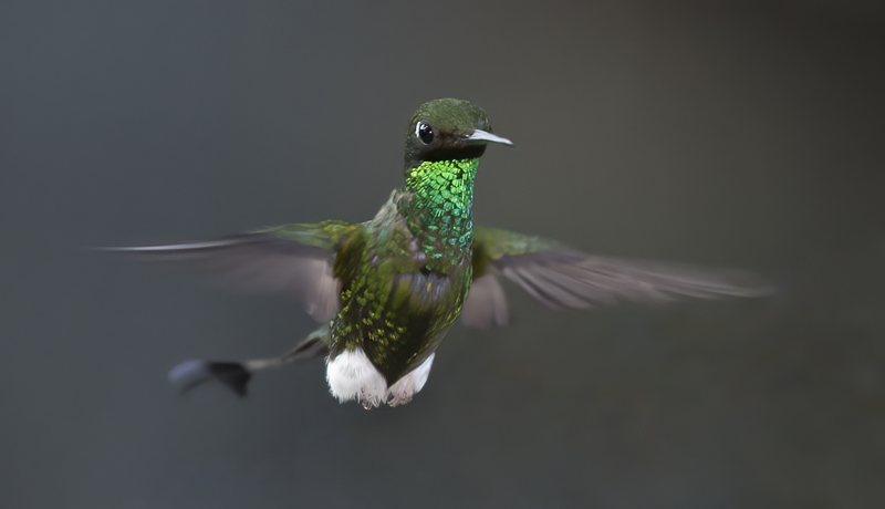 Booted_Racket-tailed_18_Ecuador_055