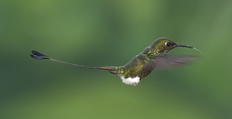 Booted_Racket-tailed_18_Ecuador_064