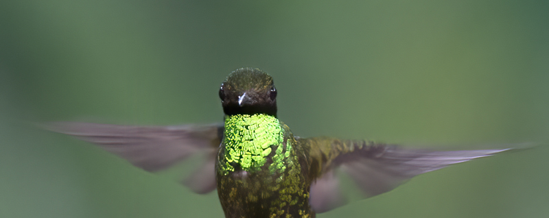 Booted_Racket-tailed_18_Ecuador_066