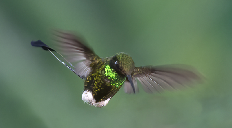 Booted_Racket-tailed_18_Ecuador_067