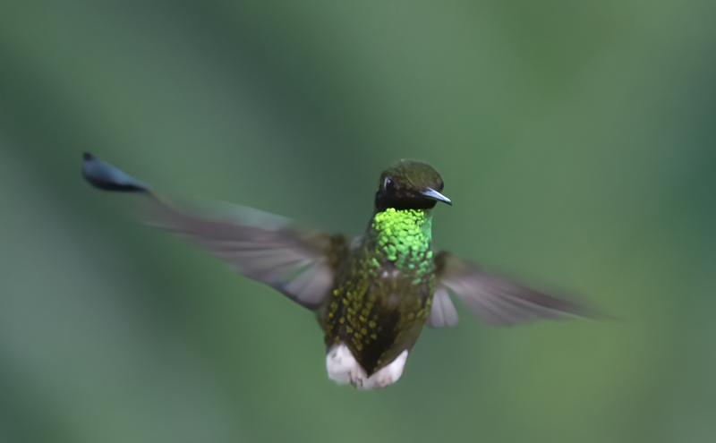 Booted_Racket-tailed_18_Ecuador_068