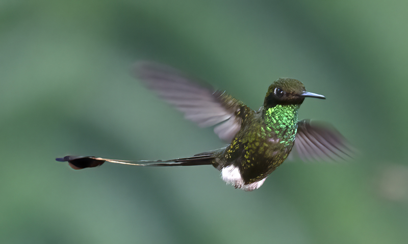 Booted_Racket-tailed_18_Ecuador_070