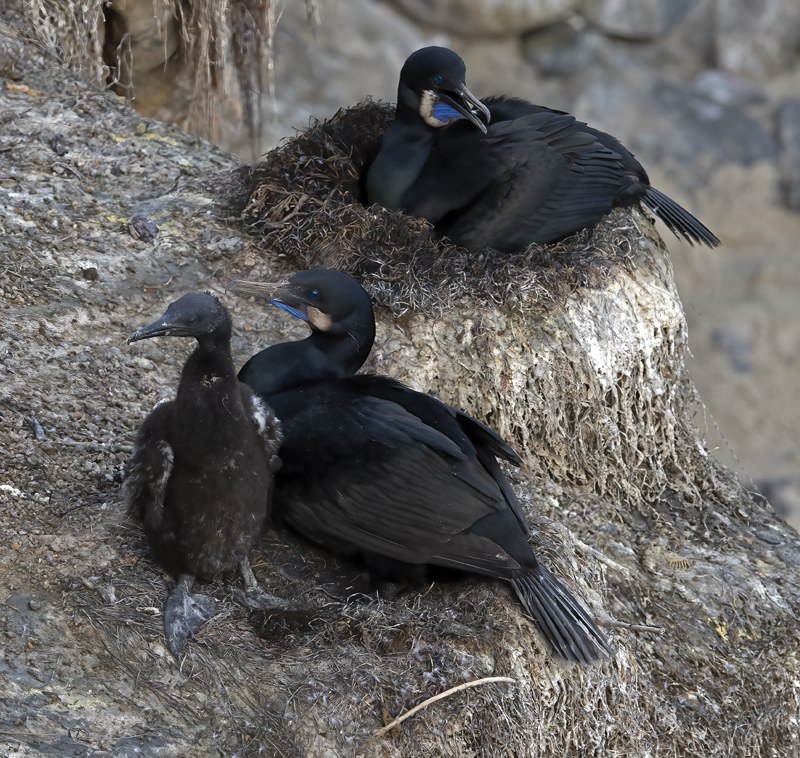 Brandts_Cormorant_21_CA_013