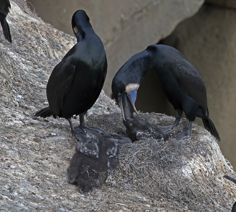 Brandts_Cormorant_21_CA_076