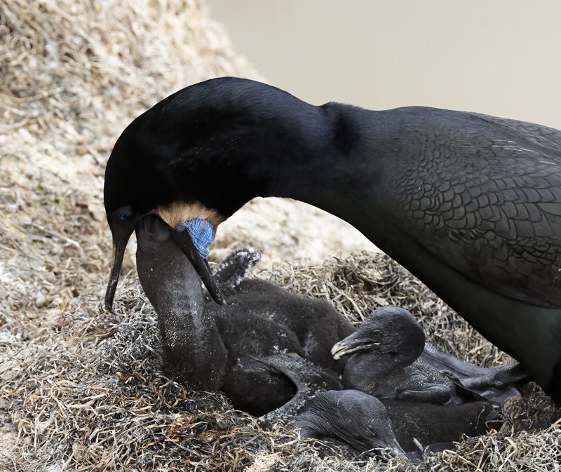 Brandts_Cormorant_21_CA_085