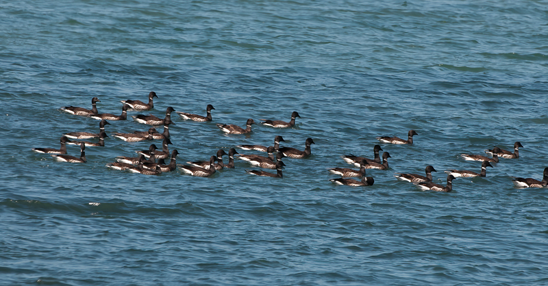 Brant_14_CA_009
