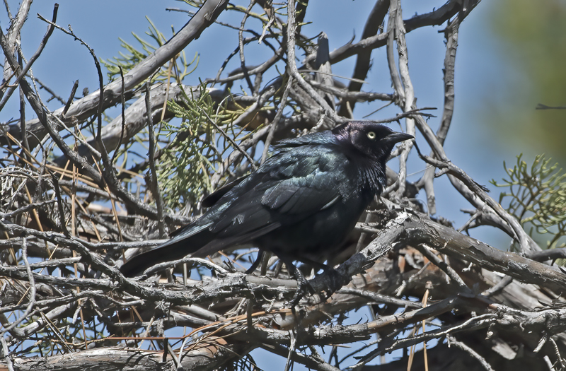 Brewers_Blackbird_17_OR_011