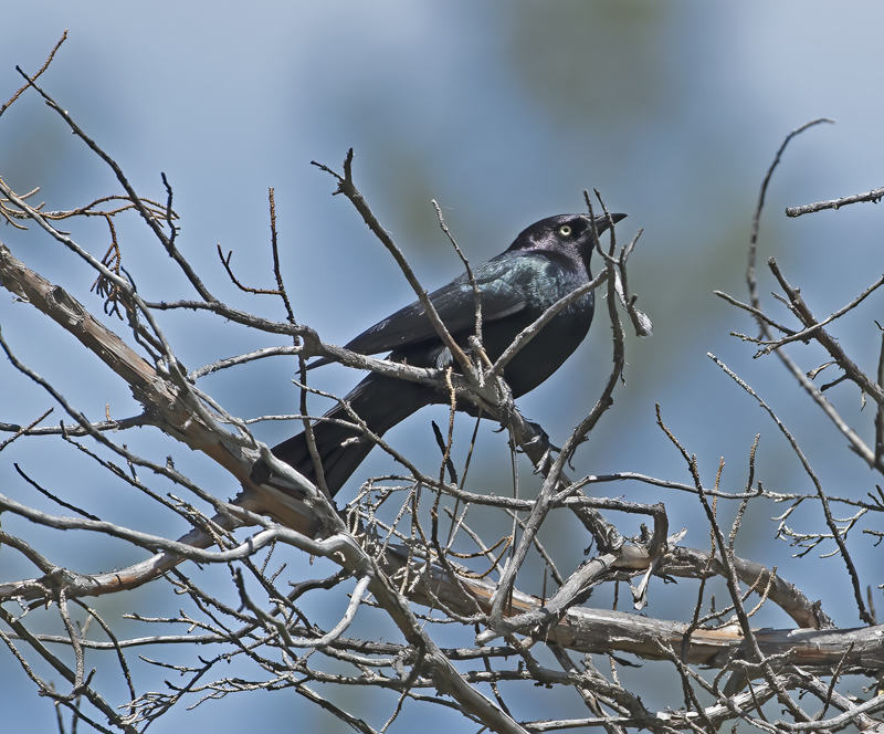 Brewers_Blackbird_17_OR_018