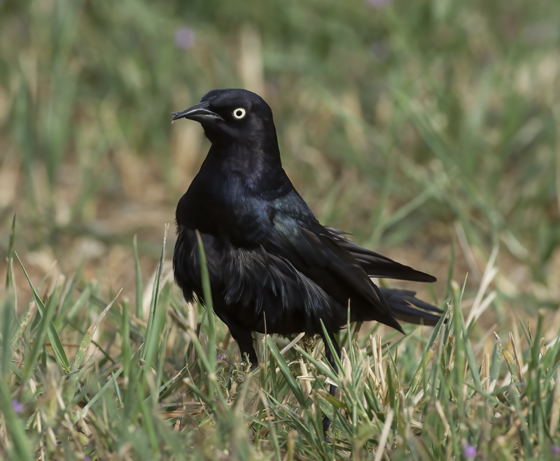 Brewers_Blackbird_17_OR_055