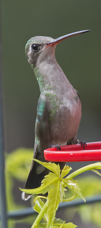 Broad_billed_Hummingbird_15_AZ_001