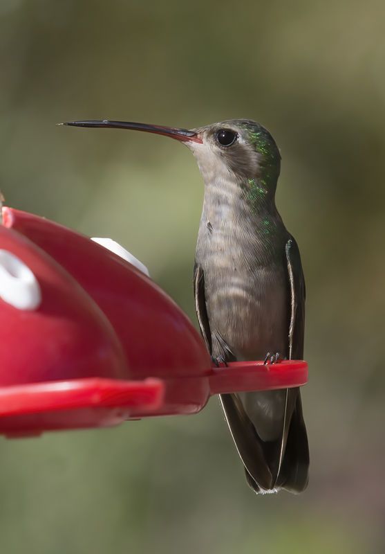Broad_billed_Hummingbird_15_AZ_005