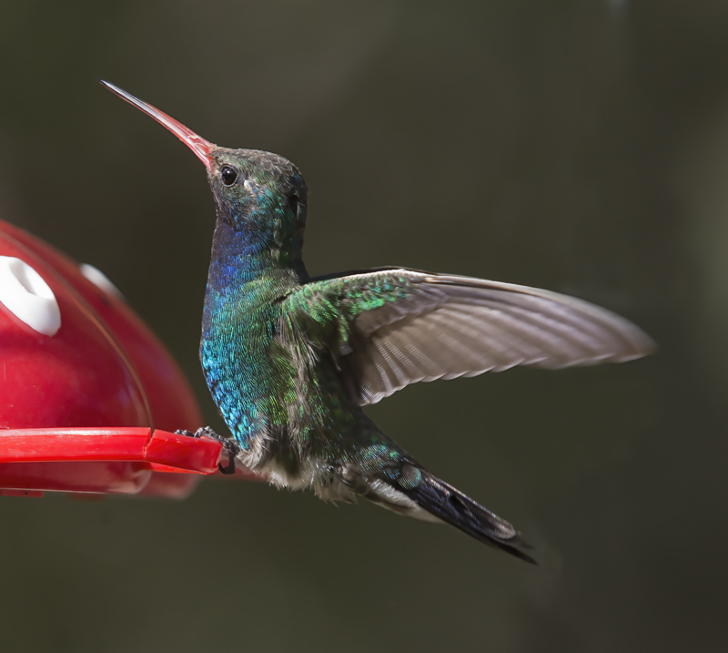 Broad_billed_Hummingbird_15_AZ_013