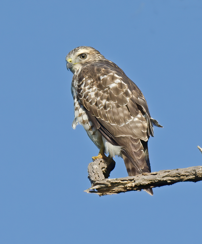 Broad_winged_Hawk_12_NJ_008