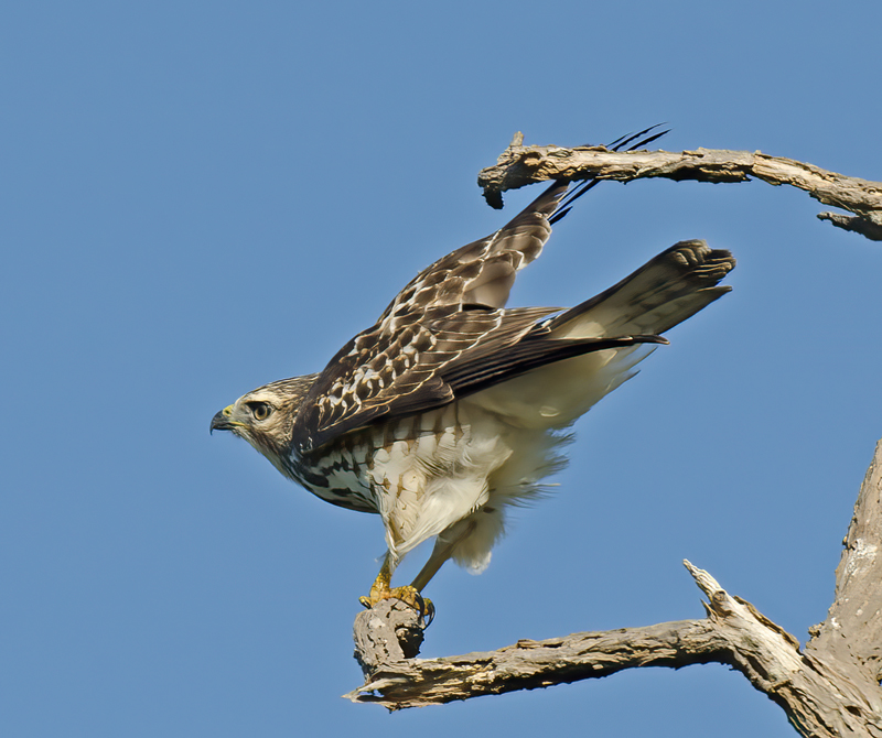 Broad_winged_Hawk_12_NJ_021