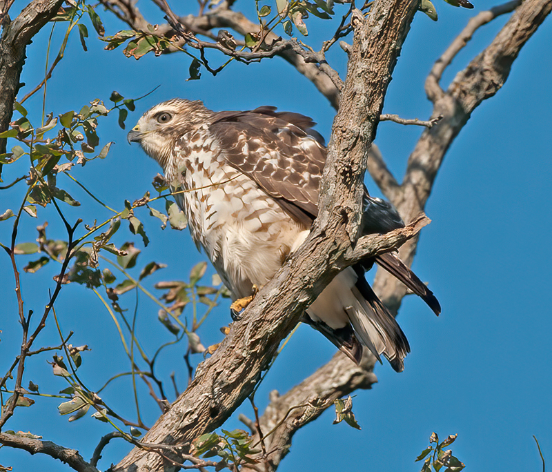 Broad_winged_Hawk_12_NJ_026