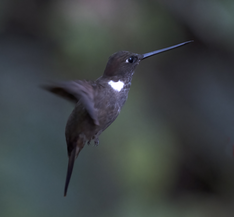 Brown_Inca_18_Ecuador_001