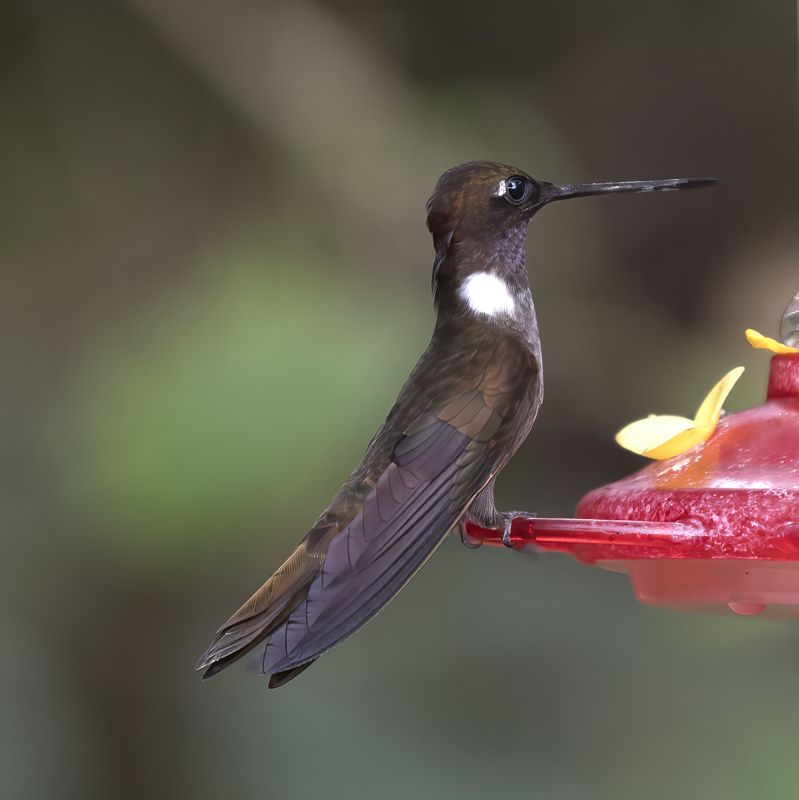 Brown_Inca_18_Ecuador_016