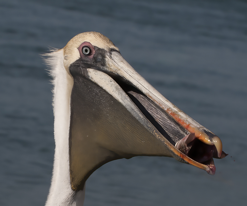 Brown_Pelican_09_FL_094