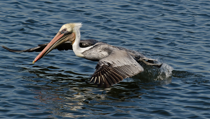 Brown_Pelican_10_CA_043