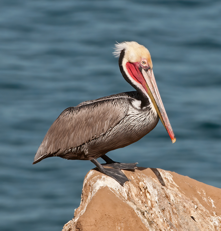 Brown_Pelican_10_CA_143