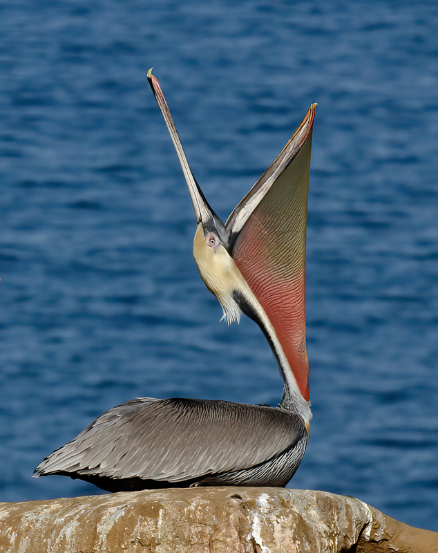 Brown_Pelican_10_CA_157
